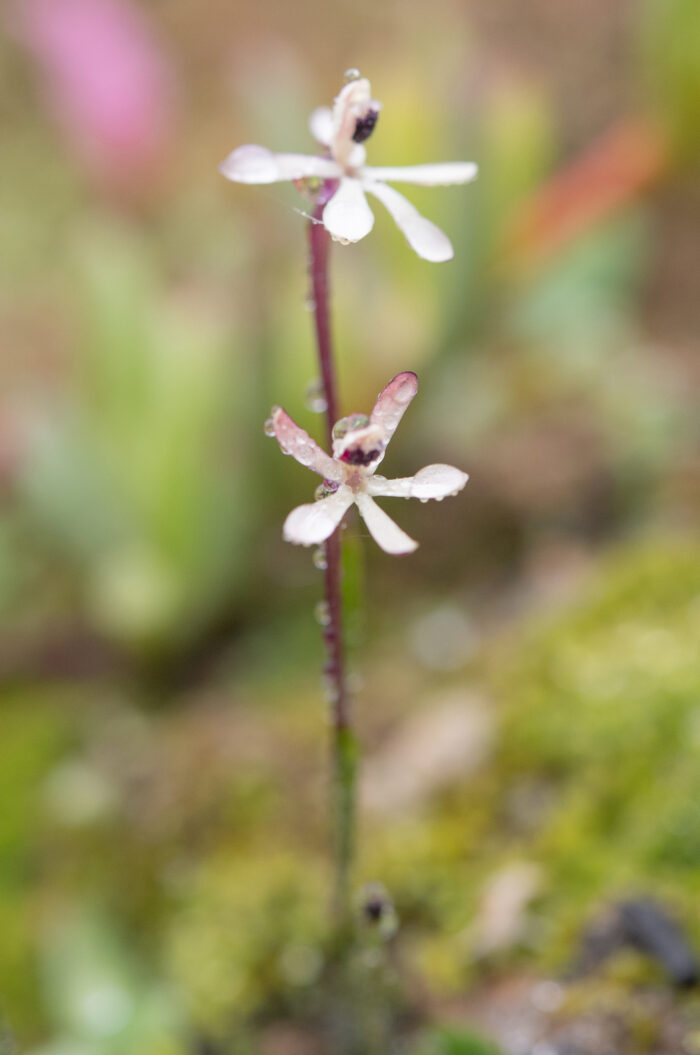 Common Fairypipe (Xenoscapa fistulosa)