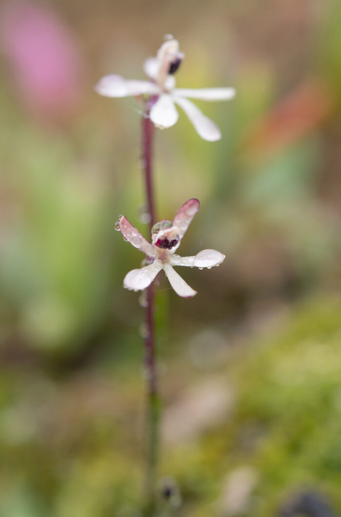 Common Fairypipe (Xenoscapa fistulosa)