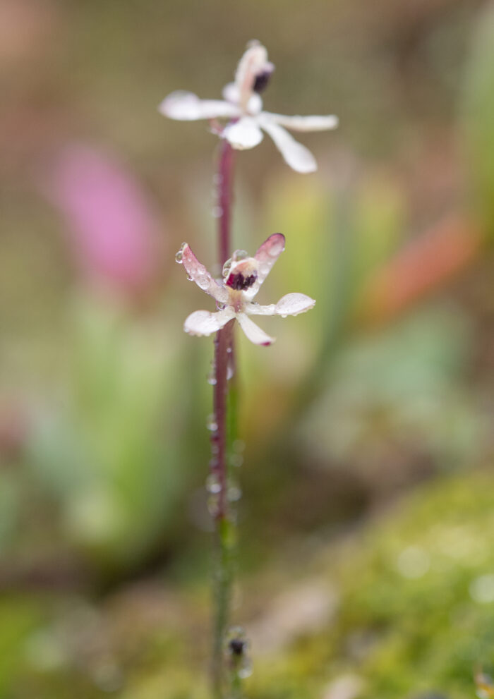 Common Fairypipe (Xenoscapa fistulosa)