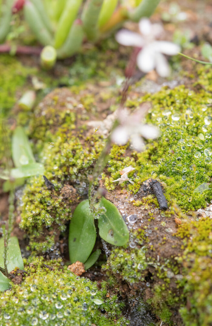 Common Fairypipe (Xenoscapa fistulosa)