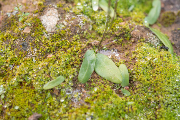 Common Fairypipe (Xenoscapa fistulosa)