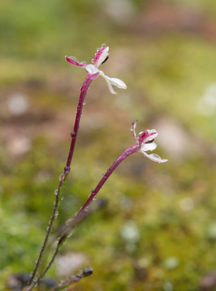 Common Fairypipe (Xenoscapa fistulosa)