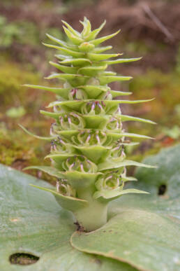 Pineapple Hedgehog Lily (Massonia bifolia)