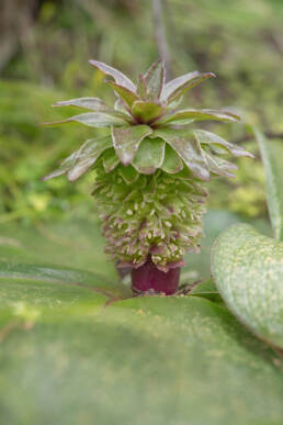 Pineapple Lily (Eucomis regia)