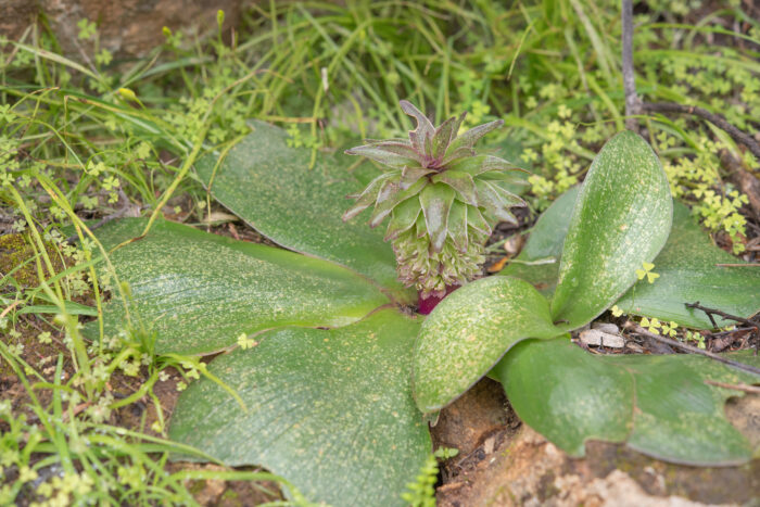 Pineapple Lily (Eucomis regia)