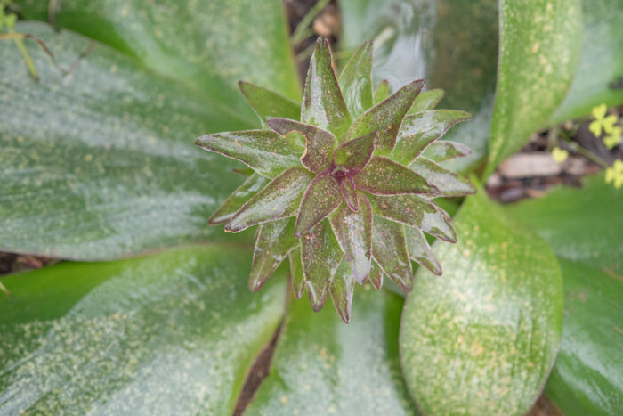 Pineapple Lily (Eucomis regia)