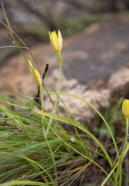 Thinstalk Capestar (Pauridia gracilipes)