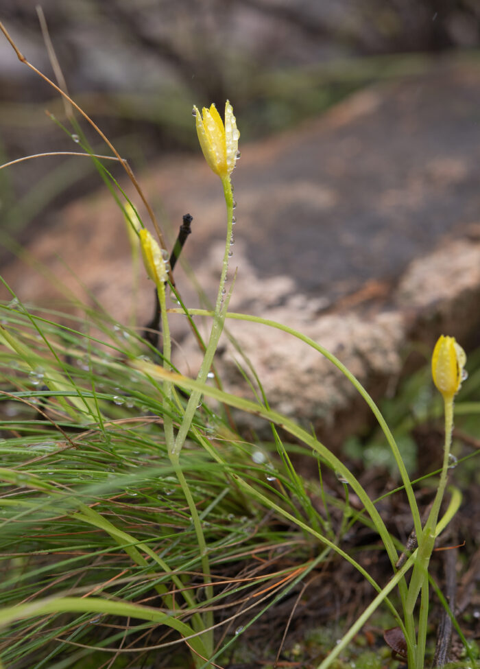 Thinstalk Capestar (Pauridia gracilipes)