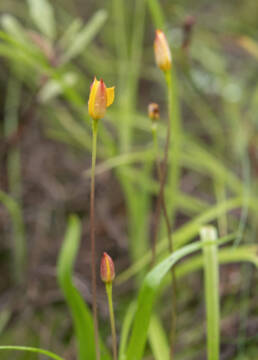 Thinstalk Capestar (Pauridia gracilipes)