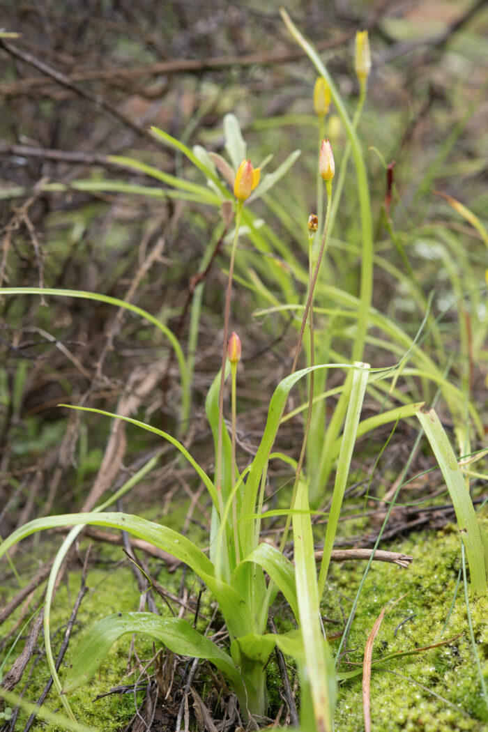 Thinstalk Capestar (Pauridia gracilipes)