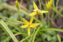 Thinstalk Capestar (Pauridia gracilipes)