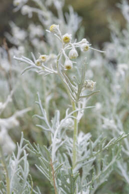 Cape plant (Senecio)