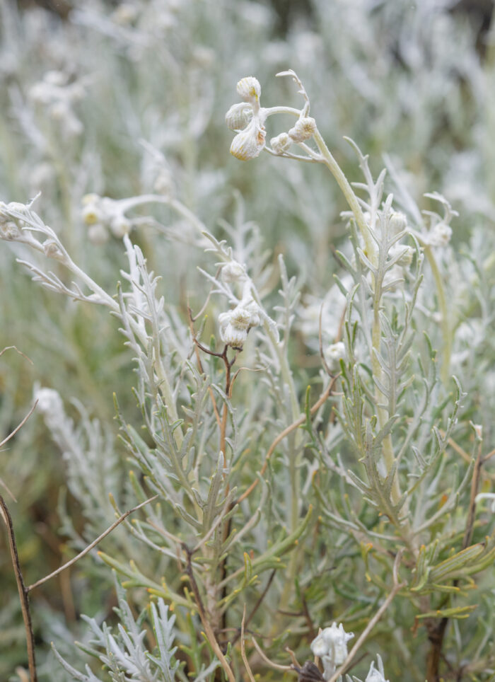 Cape plant (Senecio)