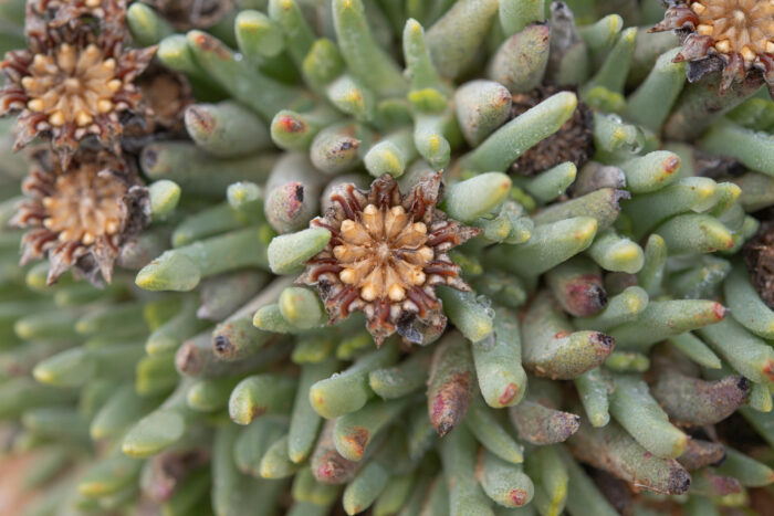 Fag Clockfig (Cheiridopsis namaquensis)