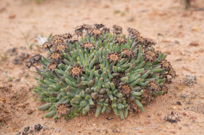 Fag Clockfig (Cheiridopsis namaquensis)