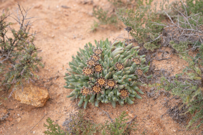 Fag Clockfig (Cheiridopsis namaquensis)