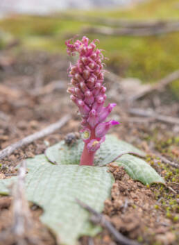 Flesh Viooltjie (Lachenalia carnosa)