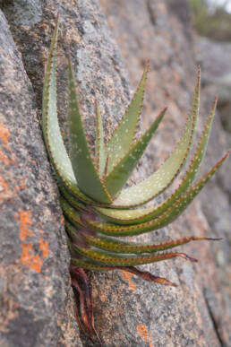 Khamiesberg Aloe (Aloe khamiesensis)