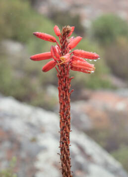 Khamiesberg Aloe (Aloe khamiesensis)