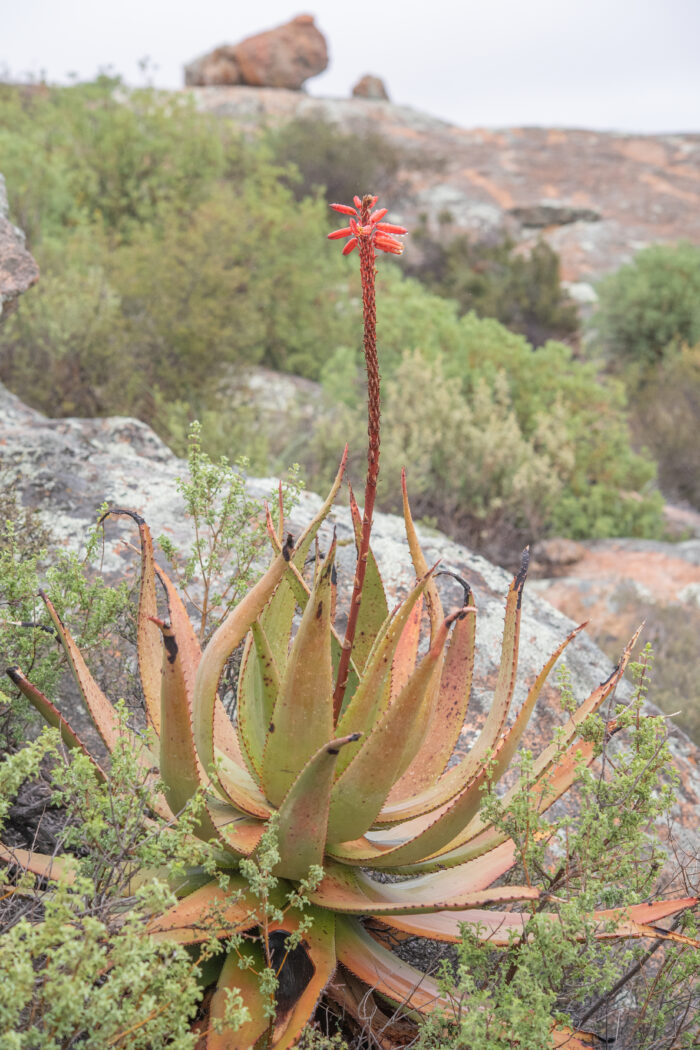 Khamiesberg Aloe (Aloe khamiesensis)