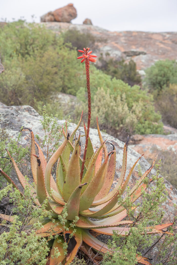 Khamiesberg Aloe (Aloe khamiesensis)