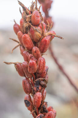 Khamiesberg Aloe (Aloe khamiesensis)