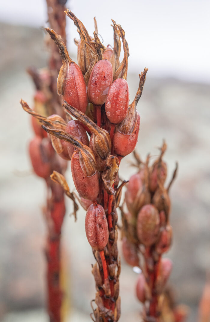 Khamiesberg Aloe (Aloe khamiesensis)