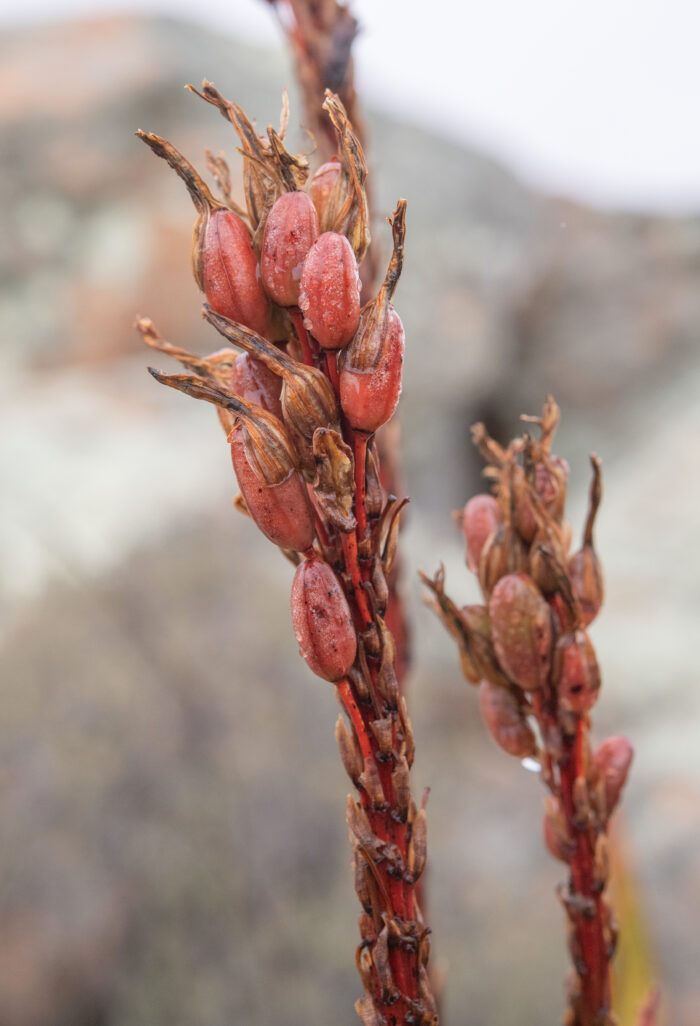 Khamiesberg Aloe (Aloe khamiesensis)