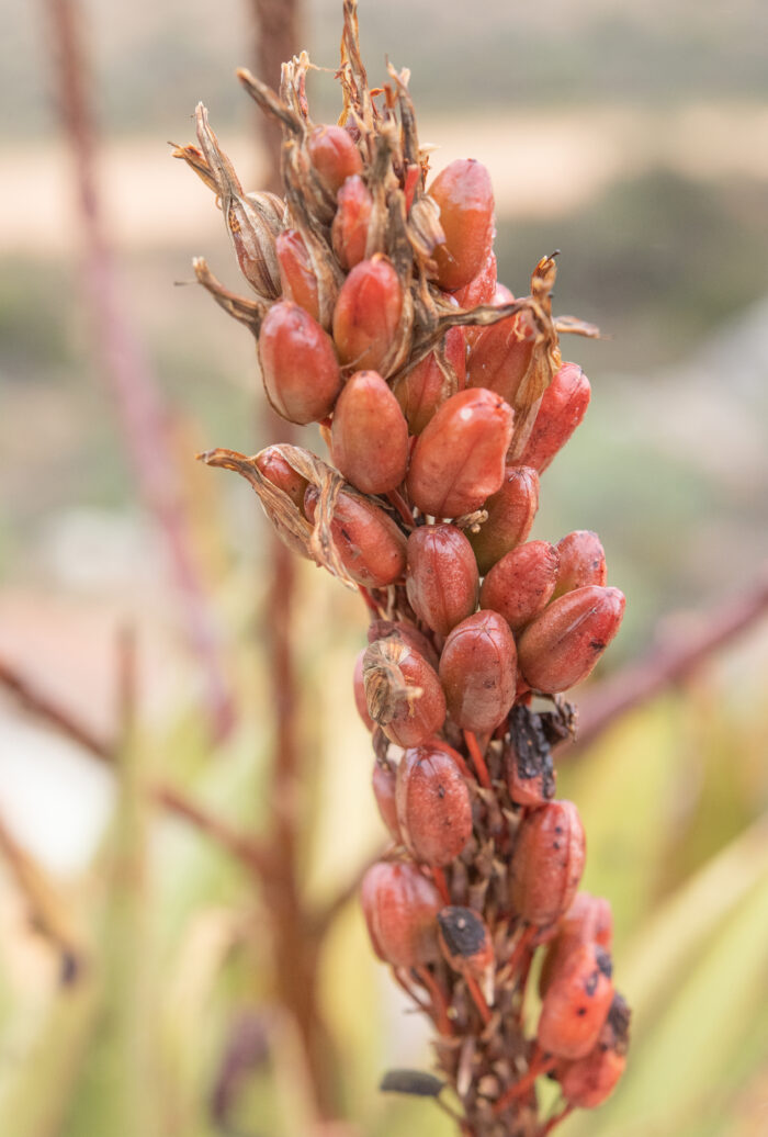 Khamiesberg Aloe (Aloe khamiesensis)