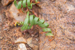 Corkscrew Glasstulp (Moraea pritzeliana)