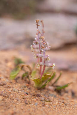 Lachenalia inconspicua