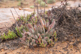 Crassula subacaulis