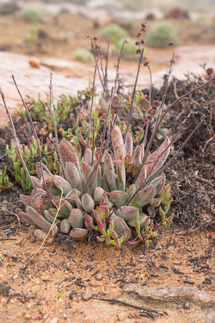 Crassula subacaulis