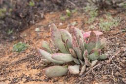 Cape plant (Adromischus)