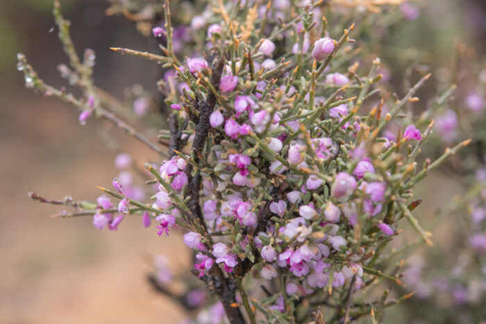 Tortoise Berry (Muraltia spinosa)