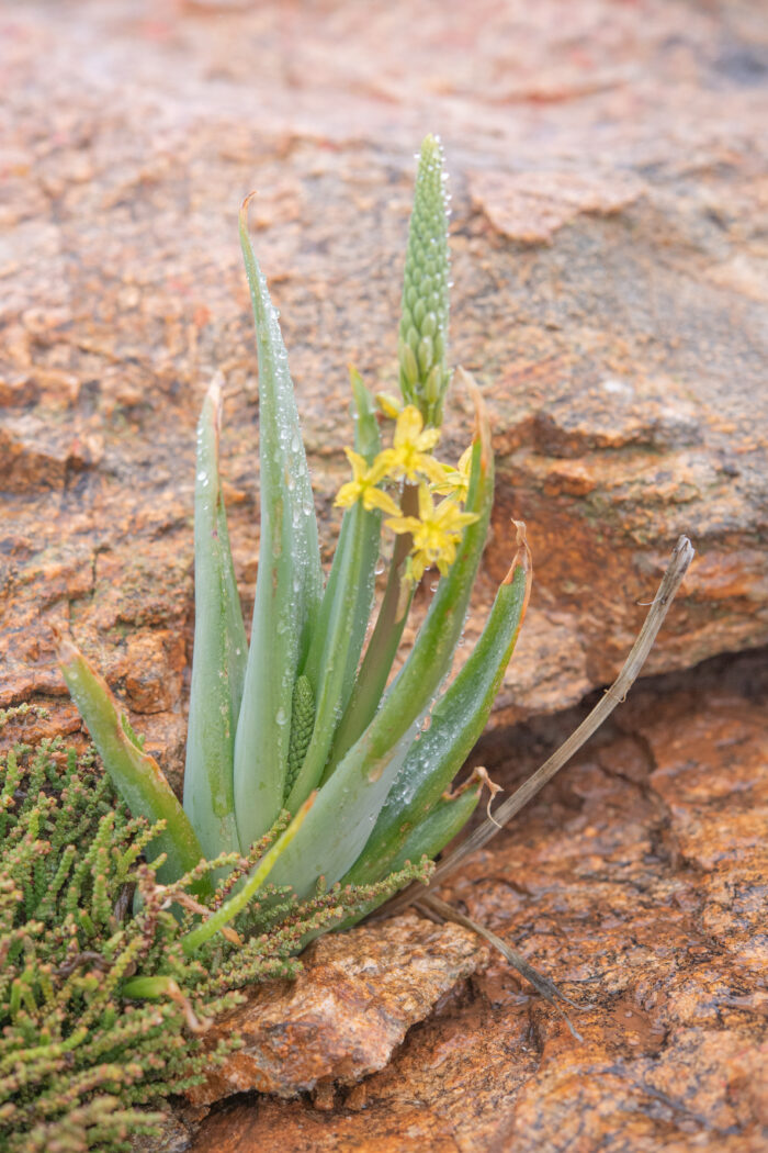 Blougif Kopieva (Bulbine praemorsa)