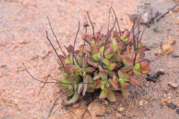 Purple Crassula (Crassula atropurpurea)