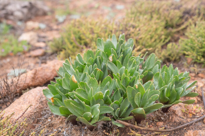 Cape plant (Drimia)