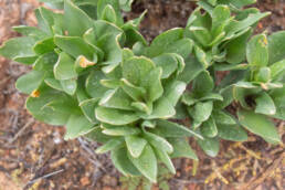 Cape plant (Drimia)