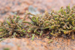 Lizard's-Tail (Crassula muscaosa)