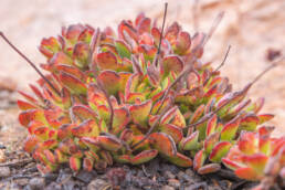 Purple Crassula (Crassula atropurpurea)