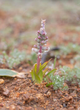 Lachenalia inconspicua