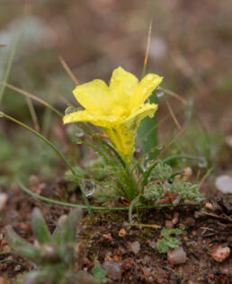 Midday Clockflower (Moraea galaxia)