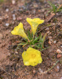 Midday Clockflower (Moraea galaxia)