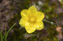 Lunch Clockflower (Moraea fugacissima)