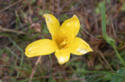 Romulea citrina