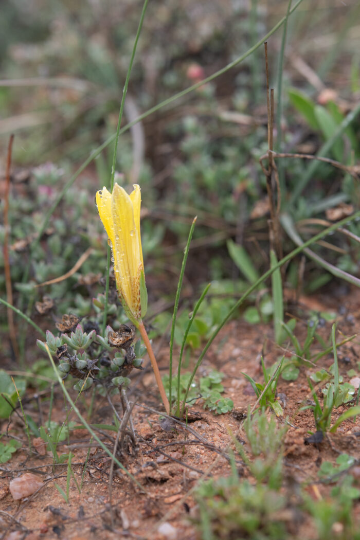 Romulea citrina