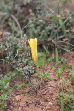 Romulea citrina