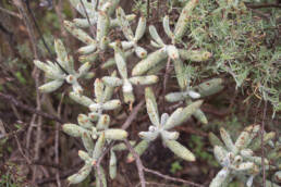 Cape plant (Crassulaceae)