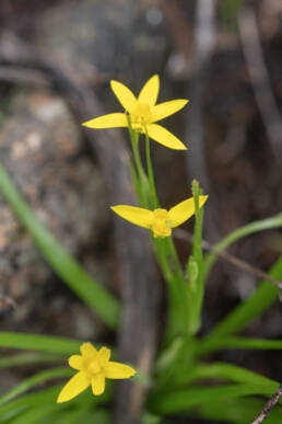 Thinstalk Capestar (Pauridia gracilipes)